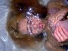 http://www.princes-horror-central.com/customphotosetsthumbs/tn_customphotosets00236.jpg
