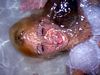 http://www.princes-horror-central.com/customphotosetsthumbs/tn_customphotosets00242.jpg