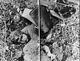 http://www.princes-horror-central.com/detectiveinsidethumbs/tn_detectiveinside00126.jpg