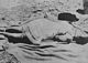 http://www.princes-horror-central.com/detectiveinsidethumbs/tn_detectiveinside00349.jpg