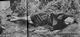http://www.princes-horror-central.com/detectiveinsidethumbs/tn_detectiveinside00670.jpg